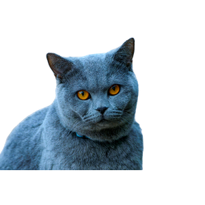 Adorable British Shorthair Cat With Striking Amber Eyes In A Serene Pose. 17400 - Cat PNG image with transparent background